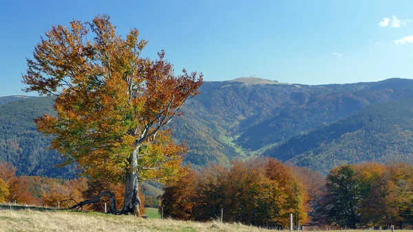 Bella Vista Sulla Natura — Foto Stock