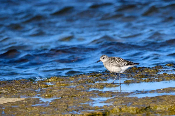 秋にはスウェーデンの灰色の覆い Pluvialis Squatarola — ストック写真