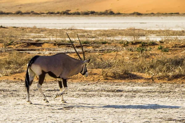 Namíbia Namib Naukluft Park Füles Oryx — Stock Fotó