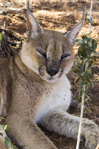 Namibia Namib Naukluft Park Lynx — Stock Photo, Image