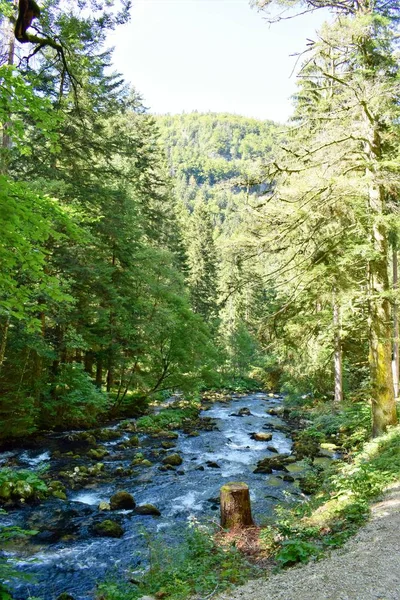 フランス領スイス国境の森林と山の環境 — ストック写真