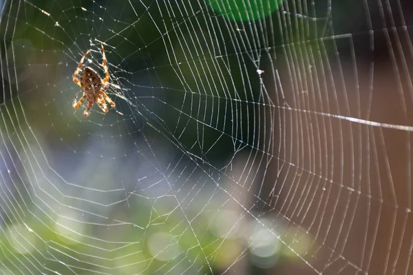 Zblízka Makro Záběr Crowned Orb Weaver Aka Cross Spider Sedí — Stock fotografie