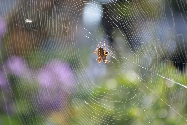 Zblízka Makro Záběr Crowned Orb Weaver Aka Cross Spider Sedí — Stock fotografie