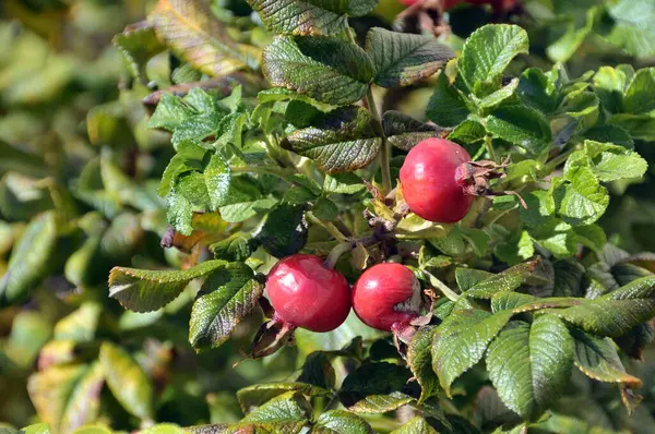 Rosa Canina Bacche Rosse — Foto Stock