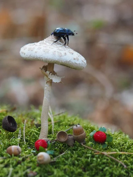 growing mushrooms in forest, nature background