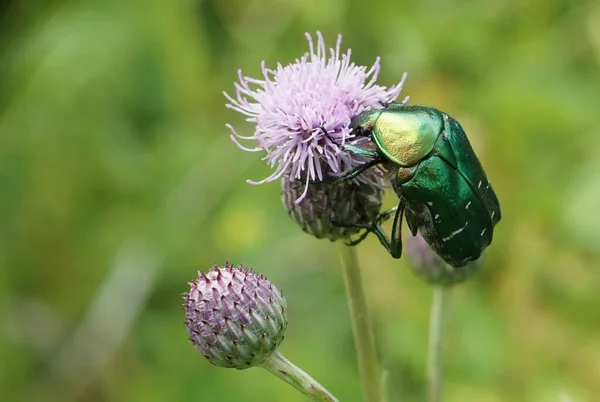 Macro Foto Van Cetonia Aurata Het Rozenkaf — Stockfoto