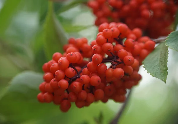 Zilveren Buffaloberry Tuin Macro — Stockfoto