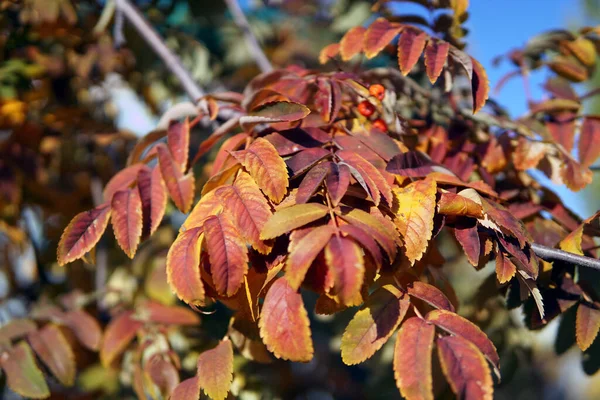 Red Rowan Tree Berries Golden Leaves Close — Stock Photo, Image