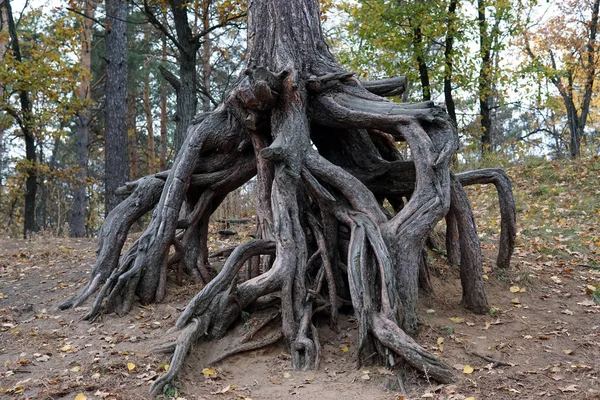Raíces Inusuales Árbol Viejo Grande Colgando Tierra —  Fotos de Stock