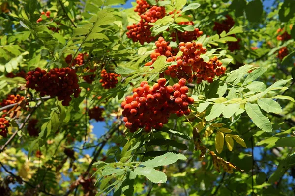 Rowan Berries Sorbus Aucuparia Tree Also Called Rowan Mountain Ash — Stock Photo, Image