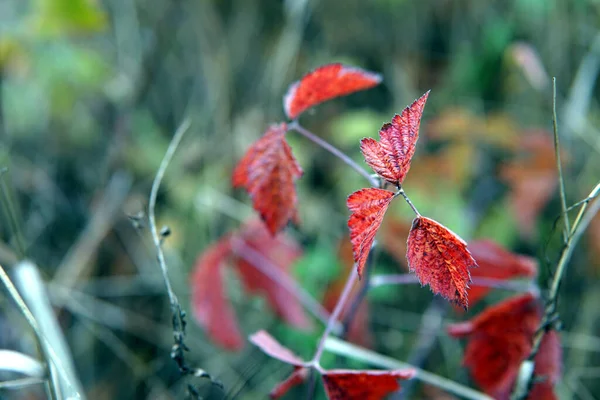 Czerwone Liście Zbliżenie Krople Wody Rozpryskujące Się Kwiatach — Zdjęcie stockowe