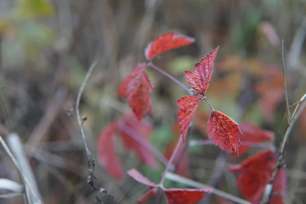 Rote Blätter Aus Nächster Nähe Wassertropfen Die Auf Blumen Spritzen — Stockfoto