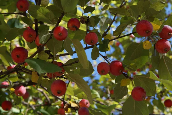 Pequeñas Manzanas Rojas Una Variedad Ranet Árbol Principios Octubre — Foto de Stock