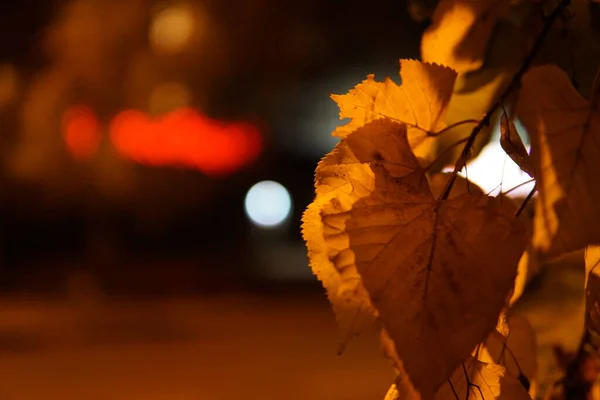 Autumn Leaves Fall Season Foliage — Stock Photo, Image