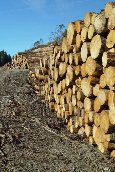 Felled Tree Trunks Way Scotland — стоковое фото