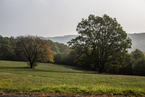 Solitary Tree Meadow — Stock Photo, Image