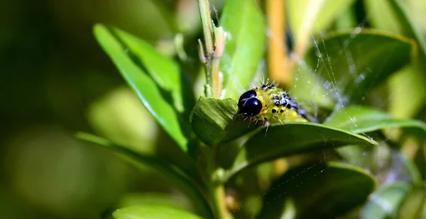 Closeup Bug Wild Nature — Stock Photo, Image