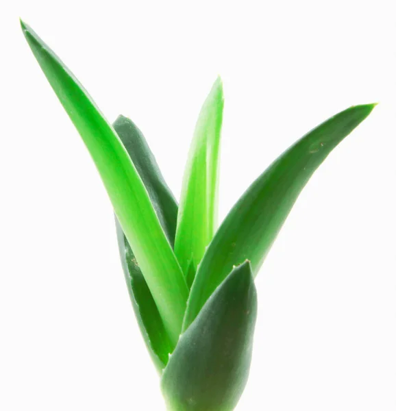 Närbild Aloe Vera Vit Bakgrund — Stockfoto