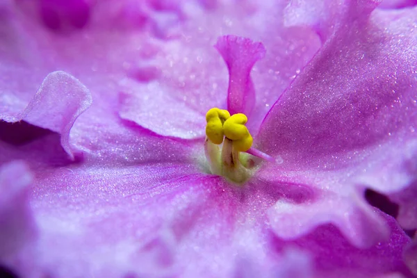 Photo Macro Pistil Saintpaulias Violettes Africaines — Photo