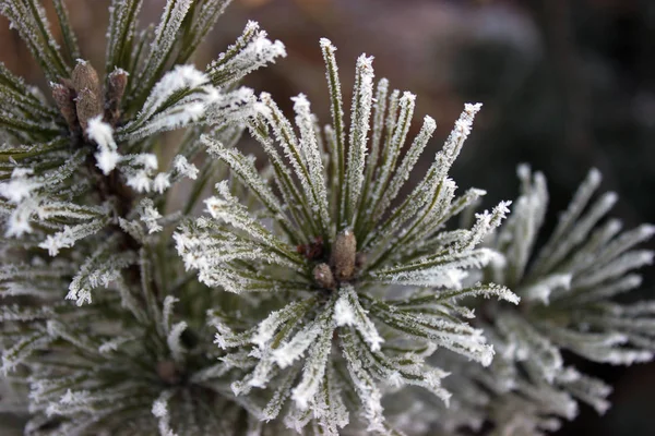 Fundo Neve Primeiro Plano Anão Pinho Com Hoarfrost — Fotografia de Stock