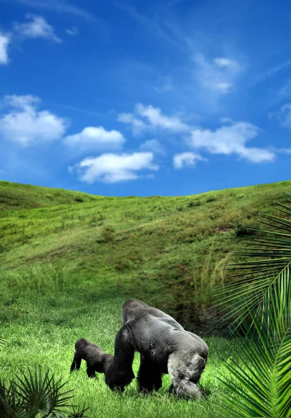 Due Gorilla Che Camminano Sul Paesaggio Verde Sopra Cielo Nuvoloso — Foto Stock