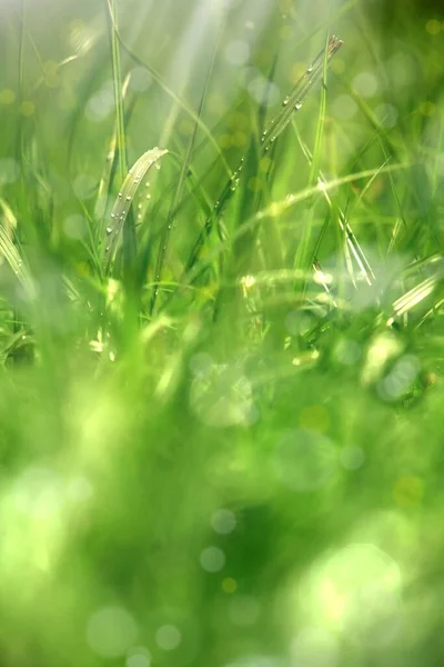 Nahaufnahme Von Grünem Gras Und Sonnenstrahlen Frühling — Stockfoto