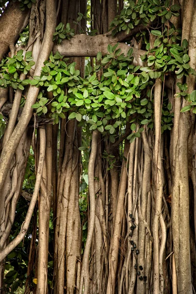 Close up tropical tree trunk with branches and roots in Bangkok, Thailand