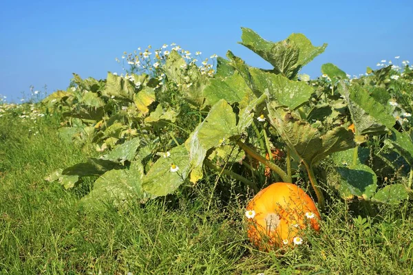 Large Vegetable Field Pumpkin Blue Sky — Stock Photo, Image