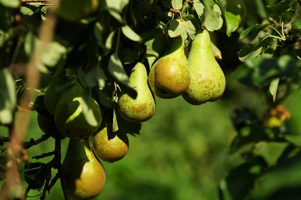 Pears Pear Tree — Stock Photo, Image