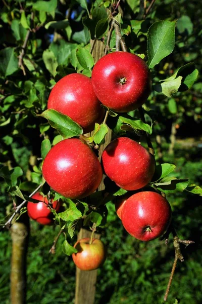 Κόκκινα Βιολογικά Μήλα Μια Μηλιά — Φωτογραφία Αρχείου