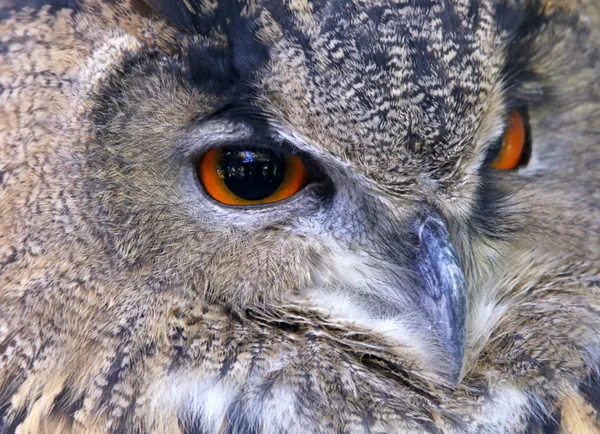 Európai Uhu Bubo Bubo Portréja — Stock Fotó