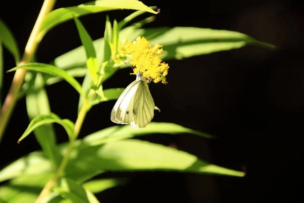 Mariposa Blanca Flora Medio Ambiente Insectos — Foto de Stock