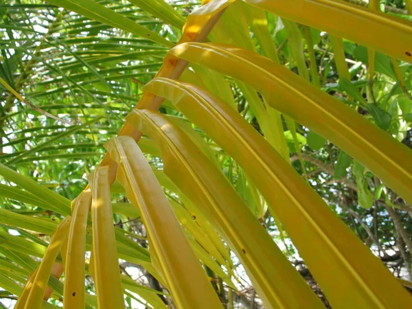 Die Farbe Der Kokosnussblätter — Stockfoto