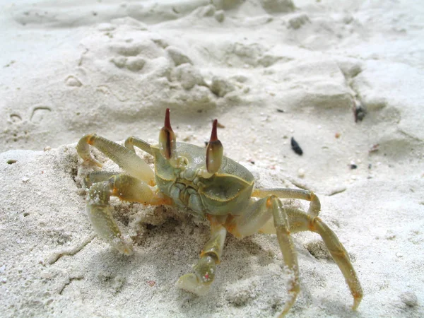 附近可爱的寄居蟹携带美丽的贝壳爬行在白色的沙滩上温暖的阳光清晨 寄居蟹用空壳作为移动安全之家 — 图库照片