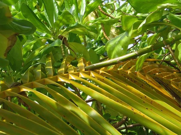 Цвет Листьев Кокоса — стоковое фото