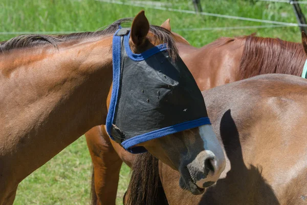 Ochranná Maska Pro Koně Optimálně Chrání Koně Před Hmyzem — Stock fotografie