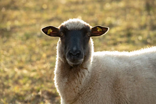 Rhön Schafe Mit Schwarzer Und Weißer Wolle Blicken Die Kamera — Stockfoto