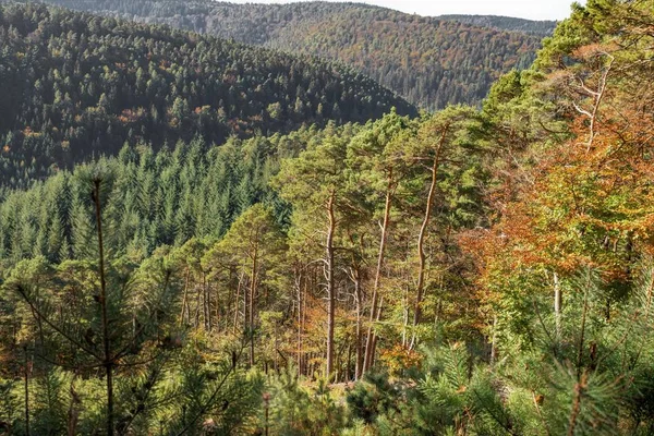 Výhled Zalesněné Údolí Borovicemi Opadavých Stromy Podzim — Stock fotografie