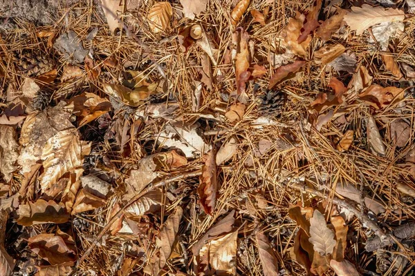 Piso Floresta Outono Com Folhas Faia Carvalho Agulhas Pinho Cones — Fotografia de Stock