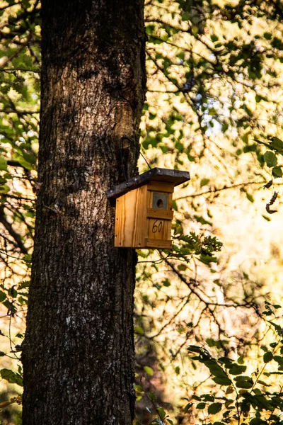 Waldweg Durch Den Herbstwald — Stockfoto