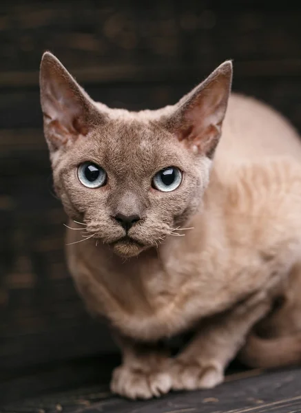 品種のない猫 白地にシンプルな灰色の猫 — ストック写真