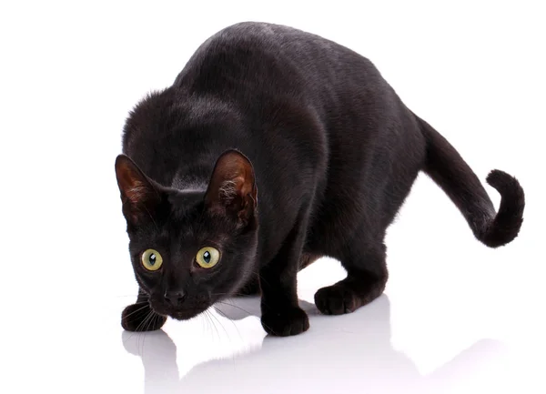 Серенгети Черный Кот Желтыми Глазами Стоящий Белом Фоне — стоковое фото