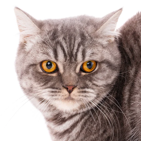 Söt Lekfull Katt Husdjur Djur Och Katter Koncept Renrasiga Brittiska — Stockfoto