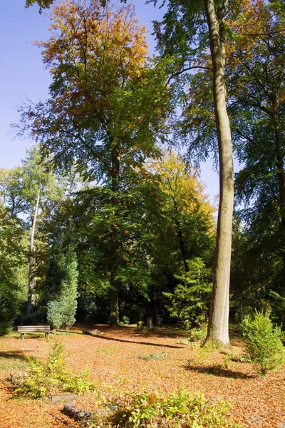 フランクフルトの真ん中の森を歩き 素晴らしい天気 美しい色 — ストック写真