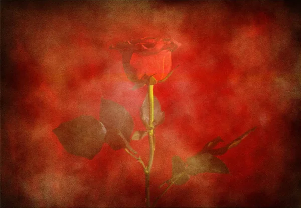 Composição Simbólica Com Flor Rosa Vermelha — Fotografia de Stock