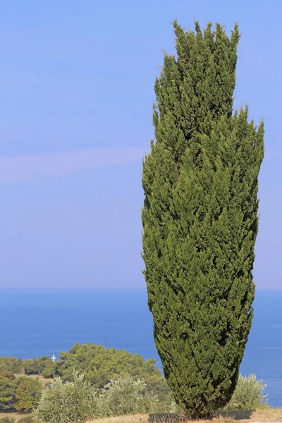 Mittelmeerzypresse Cupressus Sempervirens Der Slowenischen Adria — Stockfoto