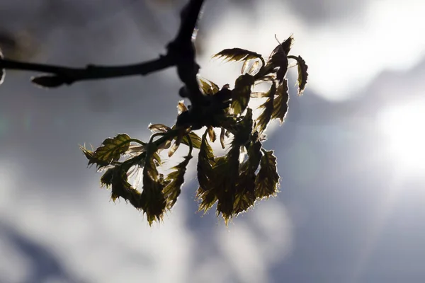 春に花芽と若い黄緑色のオークの葉 クローズアップ — ストック写真