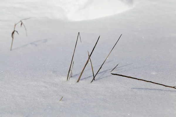Uitsteken Van Onder Sneeuw Een Paar Droge Gras Stengels Winterseizoen — Stockfoto