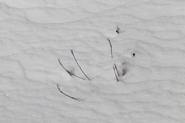 Vyčnívá Zpod Sněhu Několik Suchých Travních Stonků Zimní Sezóna — Stock fotografie