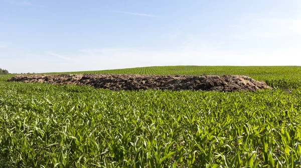 Heap Manure Soil Fertilization Lying Field Which Beautiful Green Maize — Stock Photo, Image